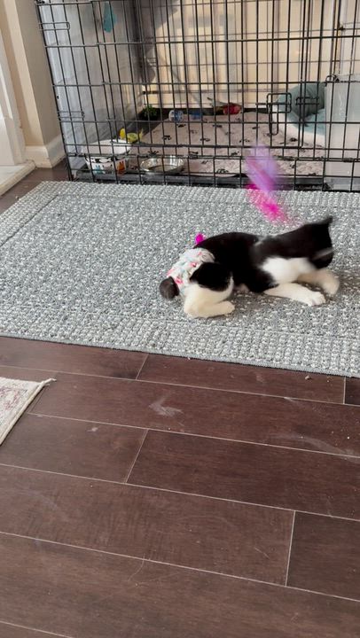 Enlarge Daisy, a ADOPTABLE Domestic Short Hair in Warminster, PA video 6/6