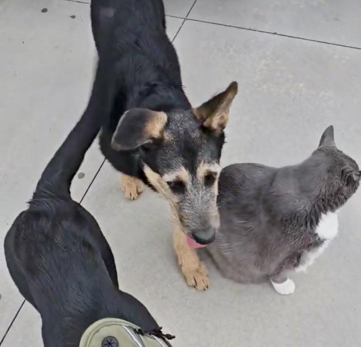 Tulip nka Zoey, a Adoptable mixed breed in Jerome, ID image 2/3