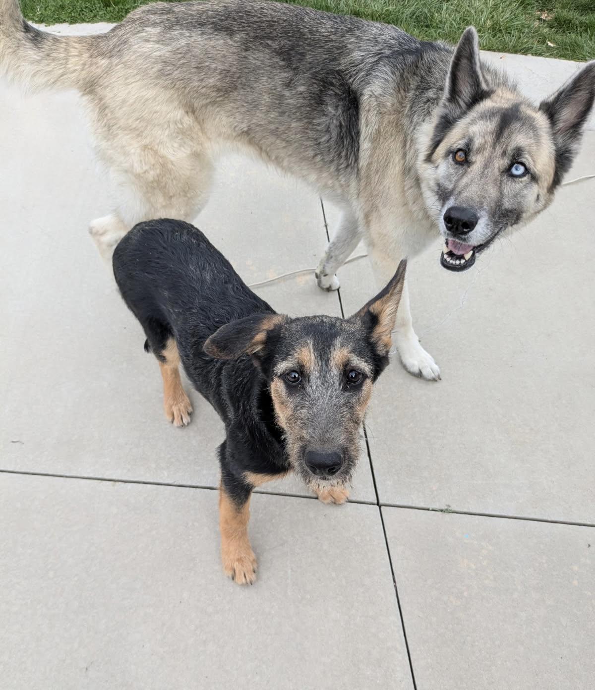 Tulip nka Zoey, a Adoptable mixed breed in Jerome, ID image 3/3