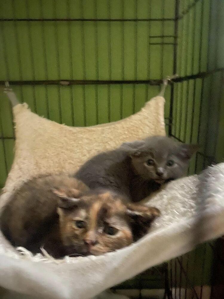 Veruca, Adoptable, Adult Female Domestic Short Hair.