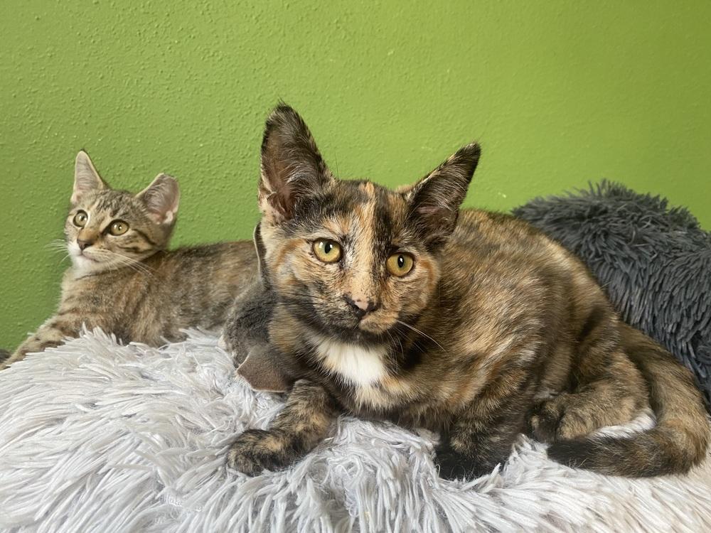 Veruca, Adoptable, Adult Female Domestic Short Hair.