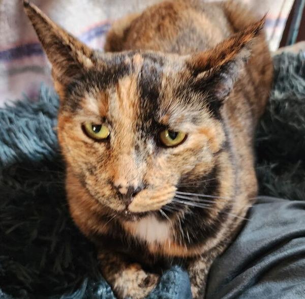 Veruca, Adoptable, Adult Female Domestic Short Hair.