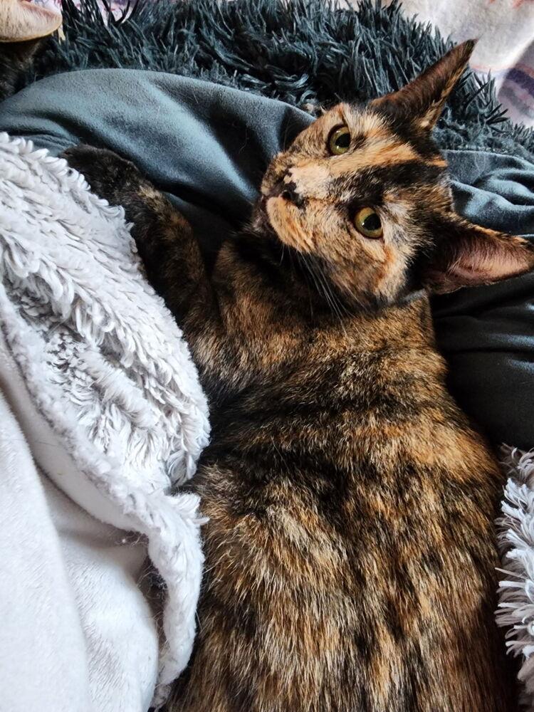 Veruca, a Adoptable Domestic Short Hair in Dayton, OH image 1/6