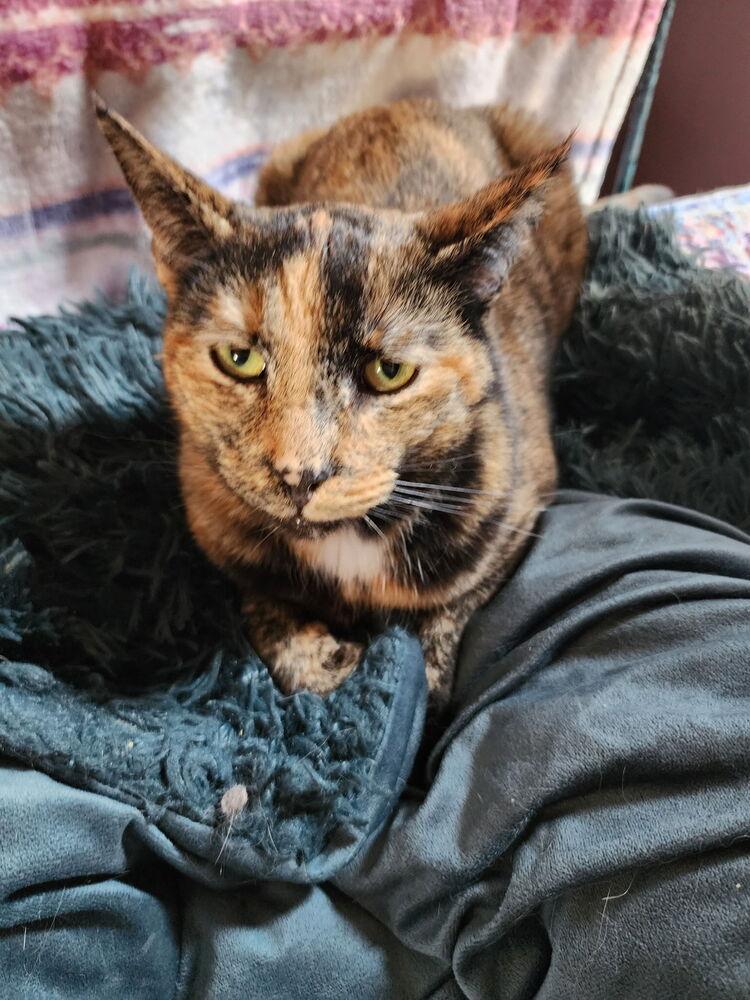 Veruca, a Adoptable Domestic Short Hair in Dayton, OH image 2/6