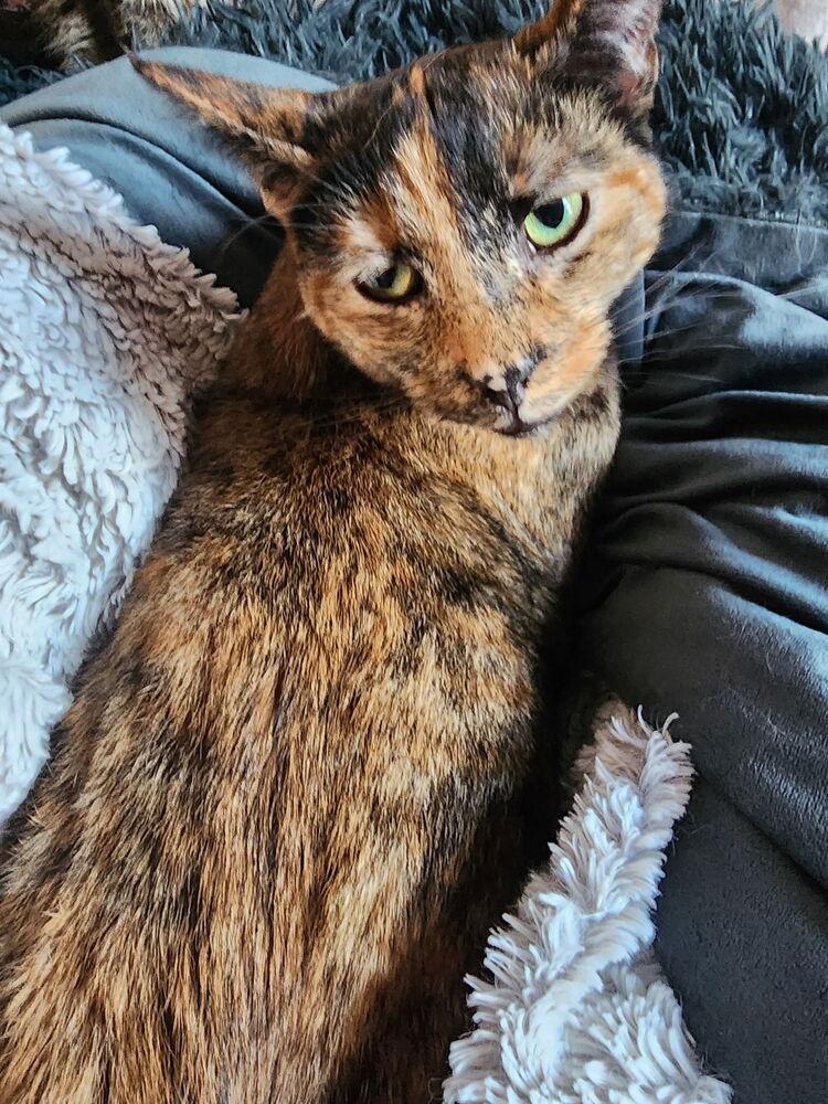 Veruca, a Adoptable Domestic Short Hair in Dayton, OH image 3/6