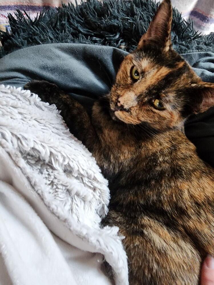 Veruca, a Adoptable Domestic Short Hair in Dayton, OH image 5/6