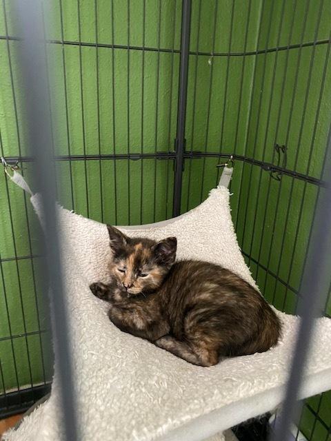 Veruca, a Adoptable Domestic Short Hair in Dayton, OH image 4/6