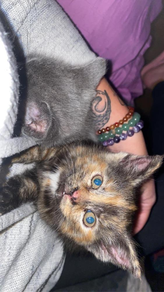 Veruca, a Adoptable Domestic Short Hair in Dayton, OH image 5/6