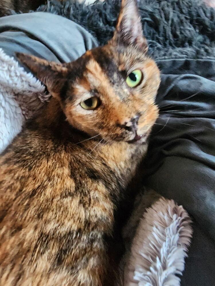 Veruca, a Adoptable Domestic Short Hair in Dayton, OH image 6/6