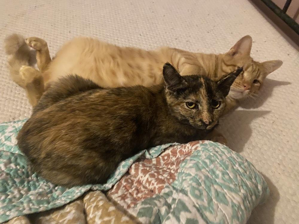 Veruca, a Adoptable Domestic Short Hair in Dayton, OH image 6/6