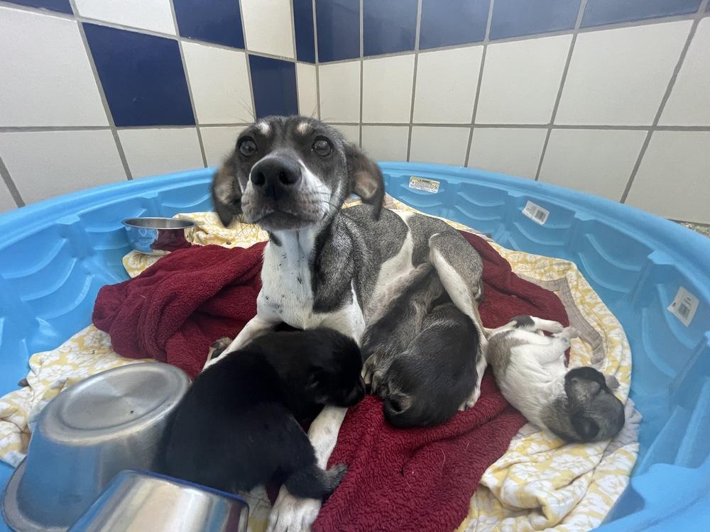 Vulpix, Adoptable, Adult Female Italian Greyhound & Pointer.