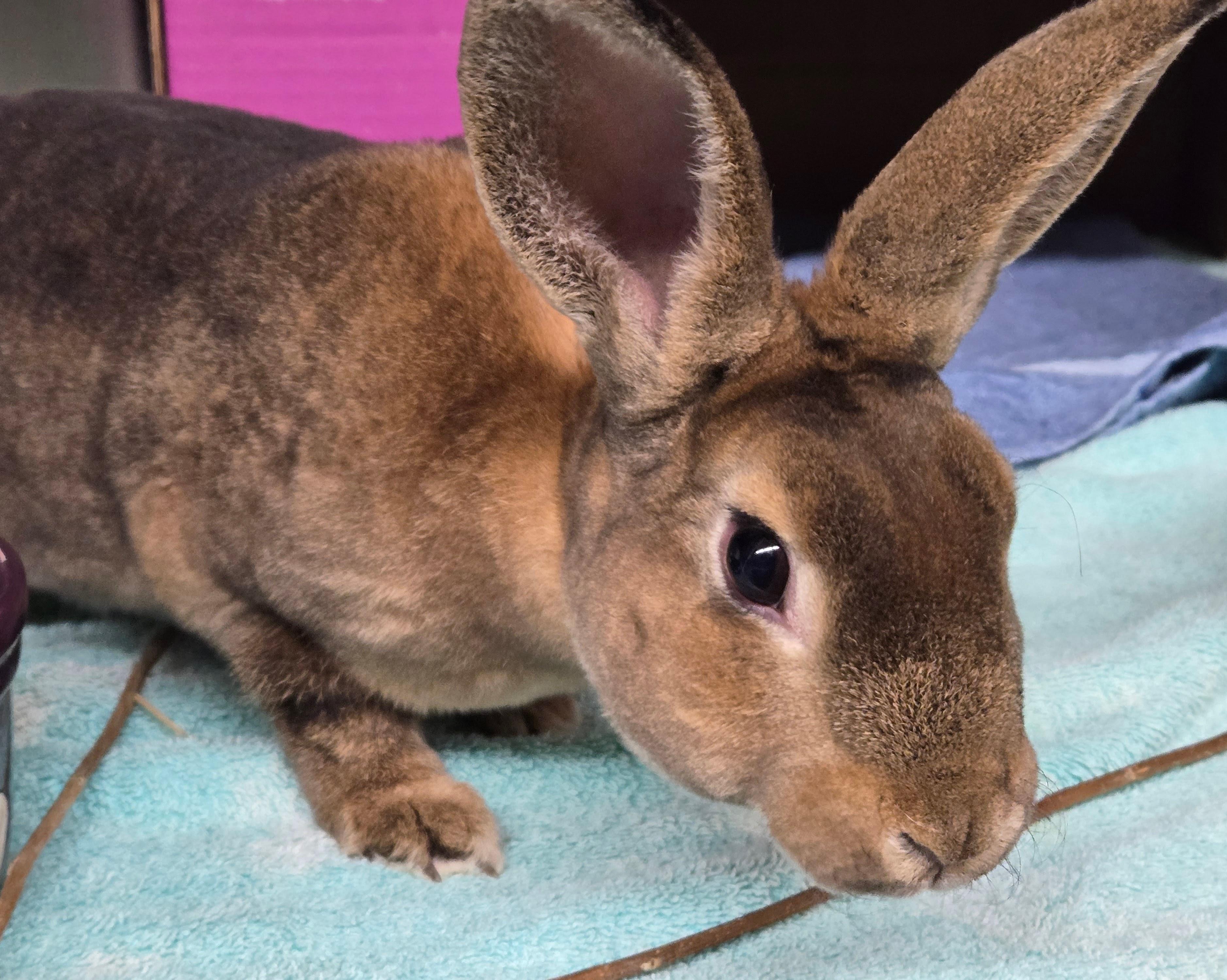 Vanessa (Milwaukee/Waukesha area foster), Adoptable, Young Female Mini Rex.