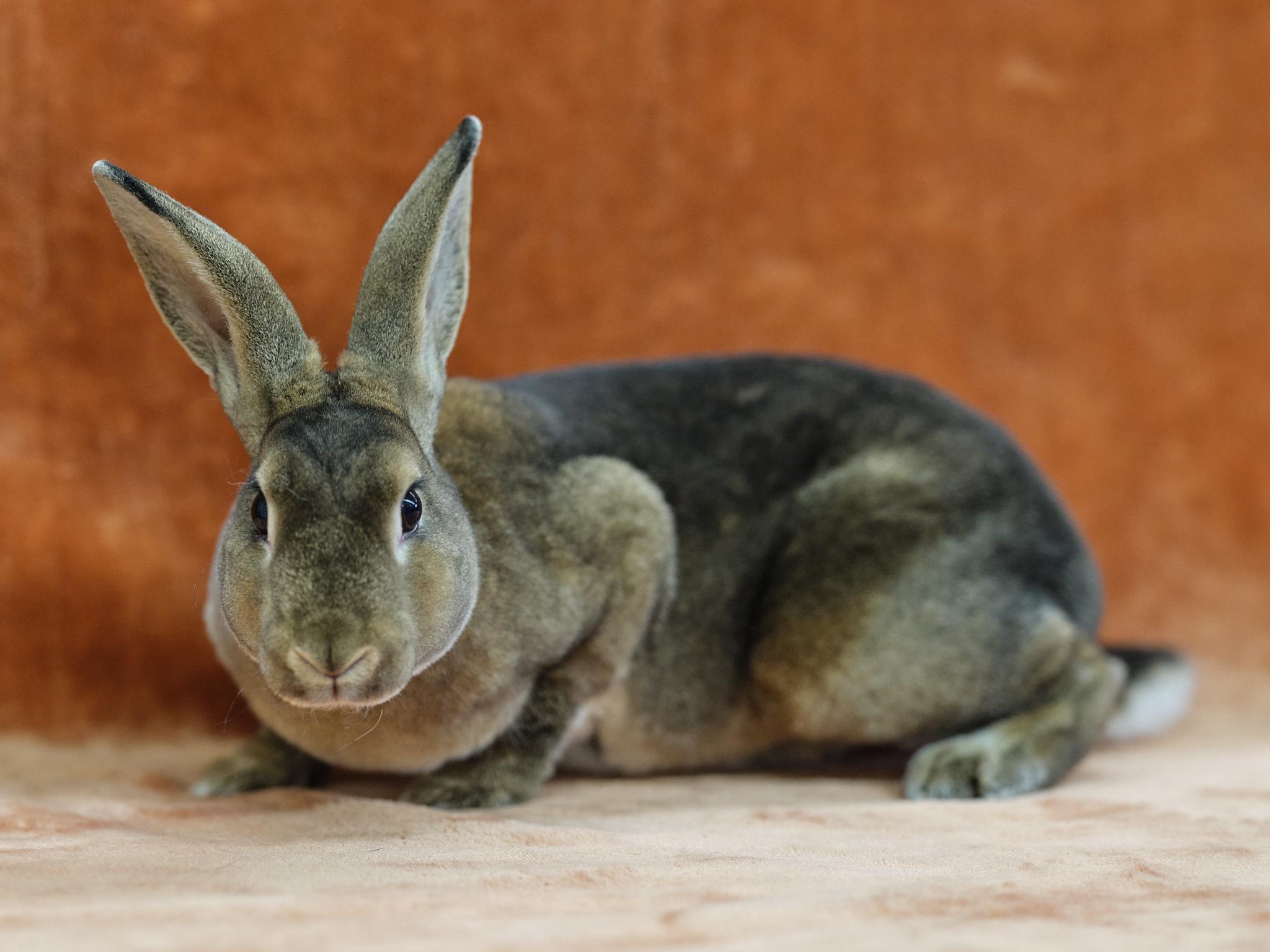 Enlarge Vanessa  (Milwaukee/Waukesha area foster), a Adoptable Mini Rex in Deerfield, WI image 2/6