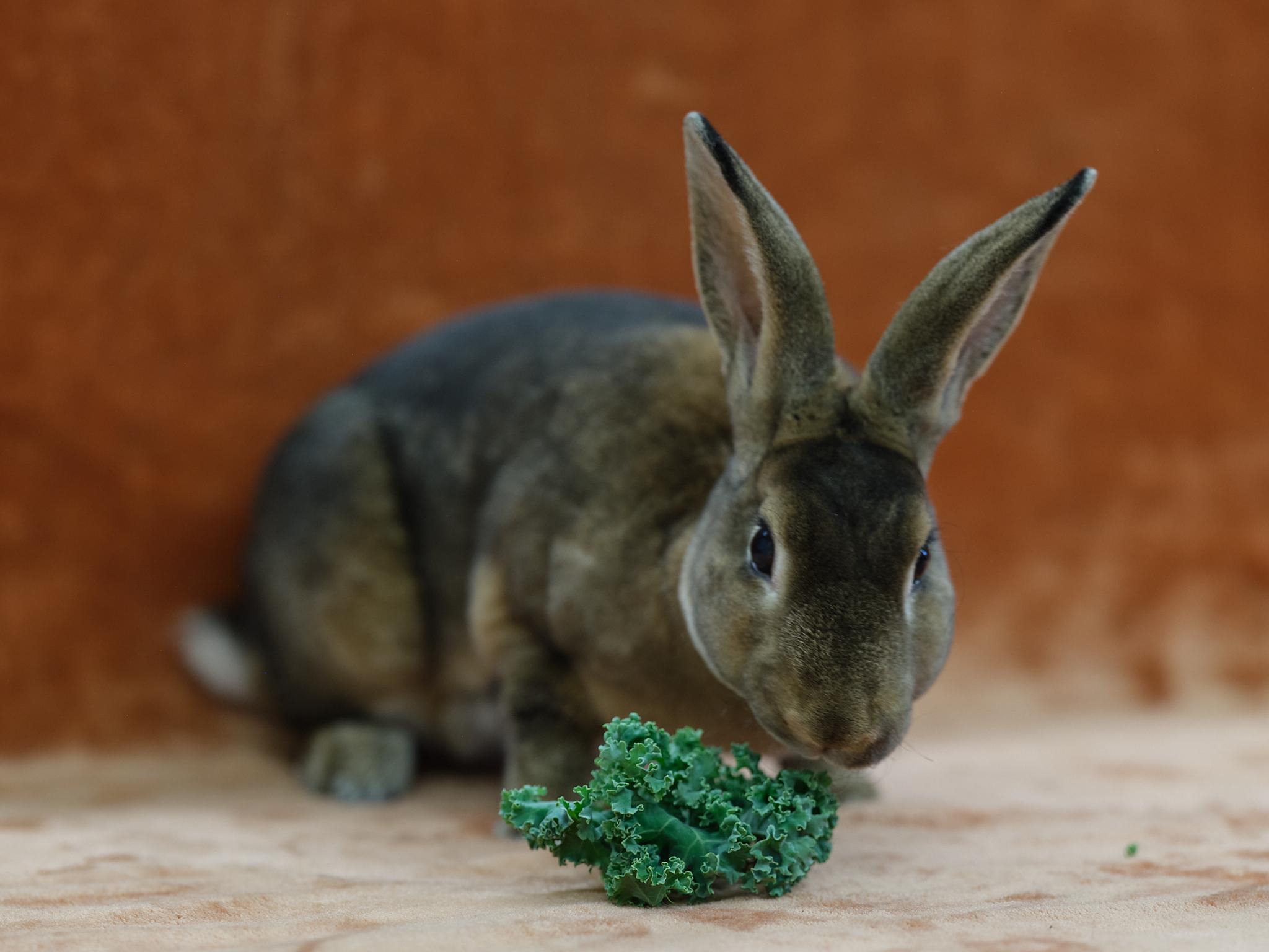 Enlarge Vanessa  (Milwaukee/Waukesha area foster), a Adoptable Mini Rex in Deerfield, WI image 3/6