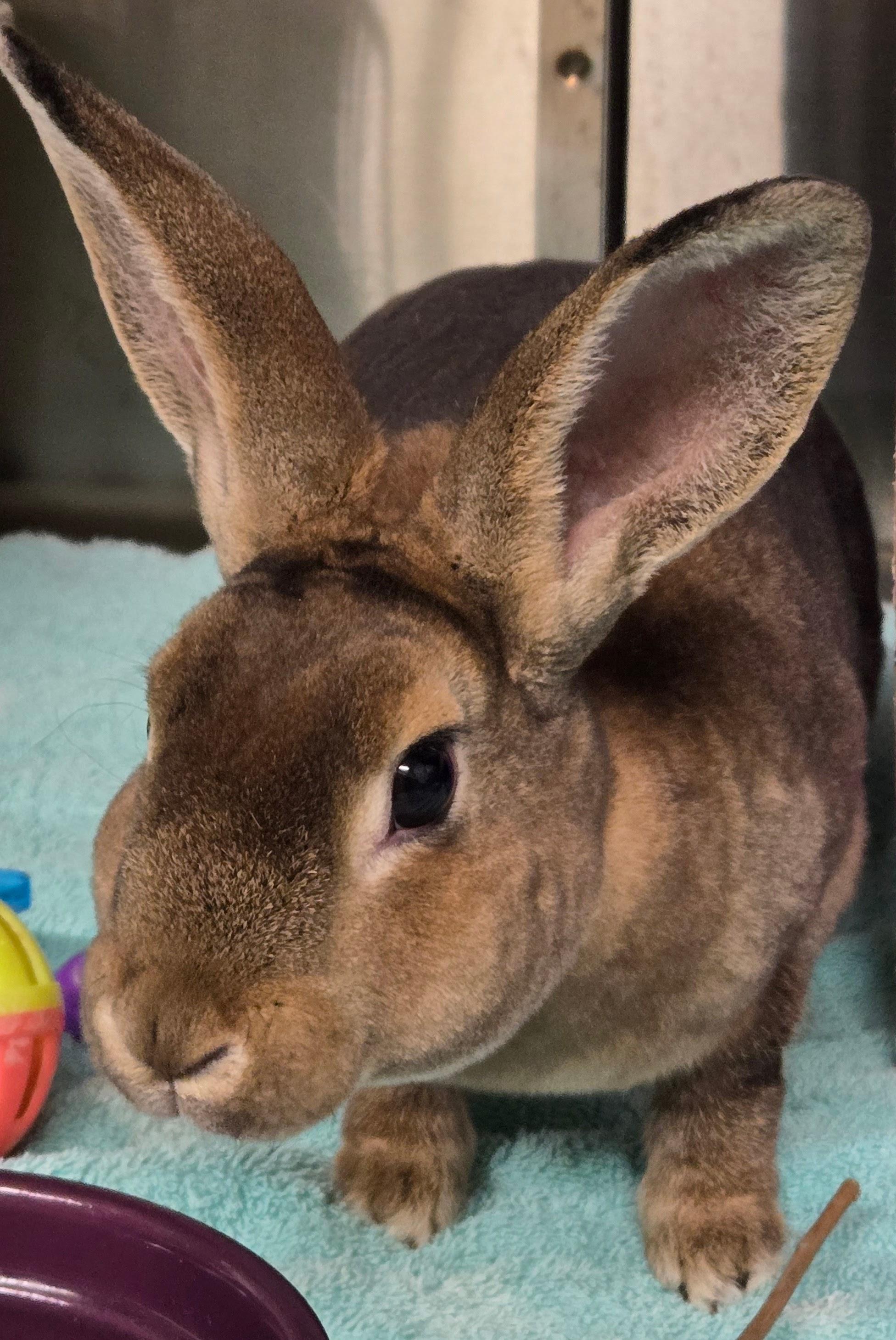Vanessa  (Milwaukee/Waukesha area foster), adopted, Young Female Mini Rex.