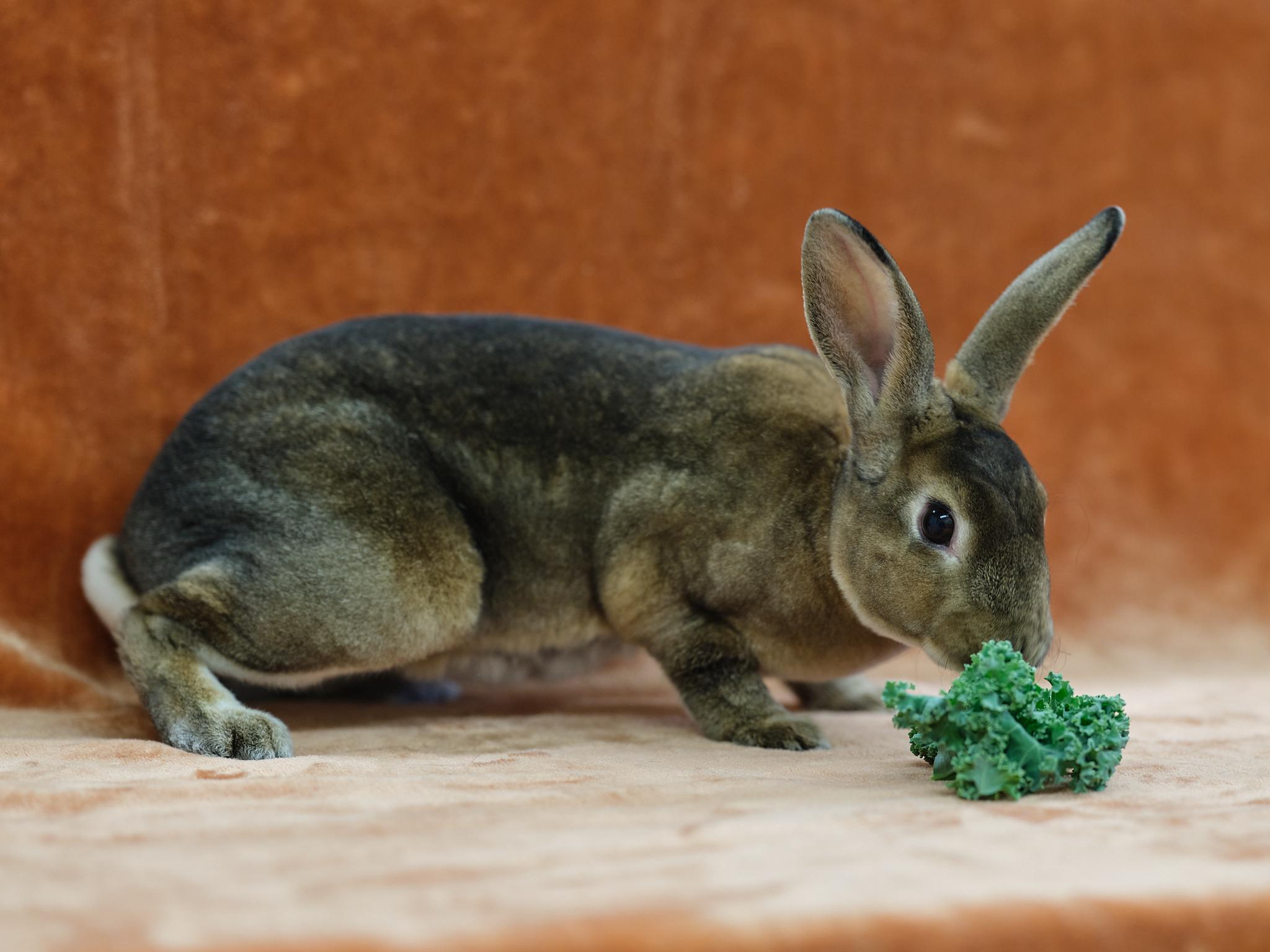 Enlarge Vanessa  (Milwaukee/Waukesha area foster), a Adoptable Mini Rex in Deerfield, WI image 5/6