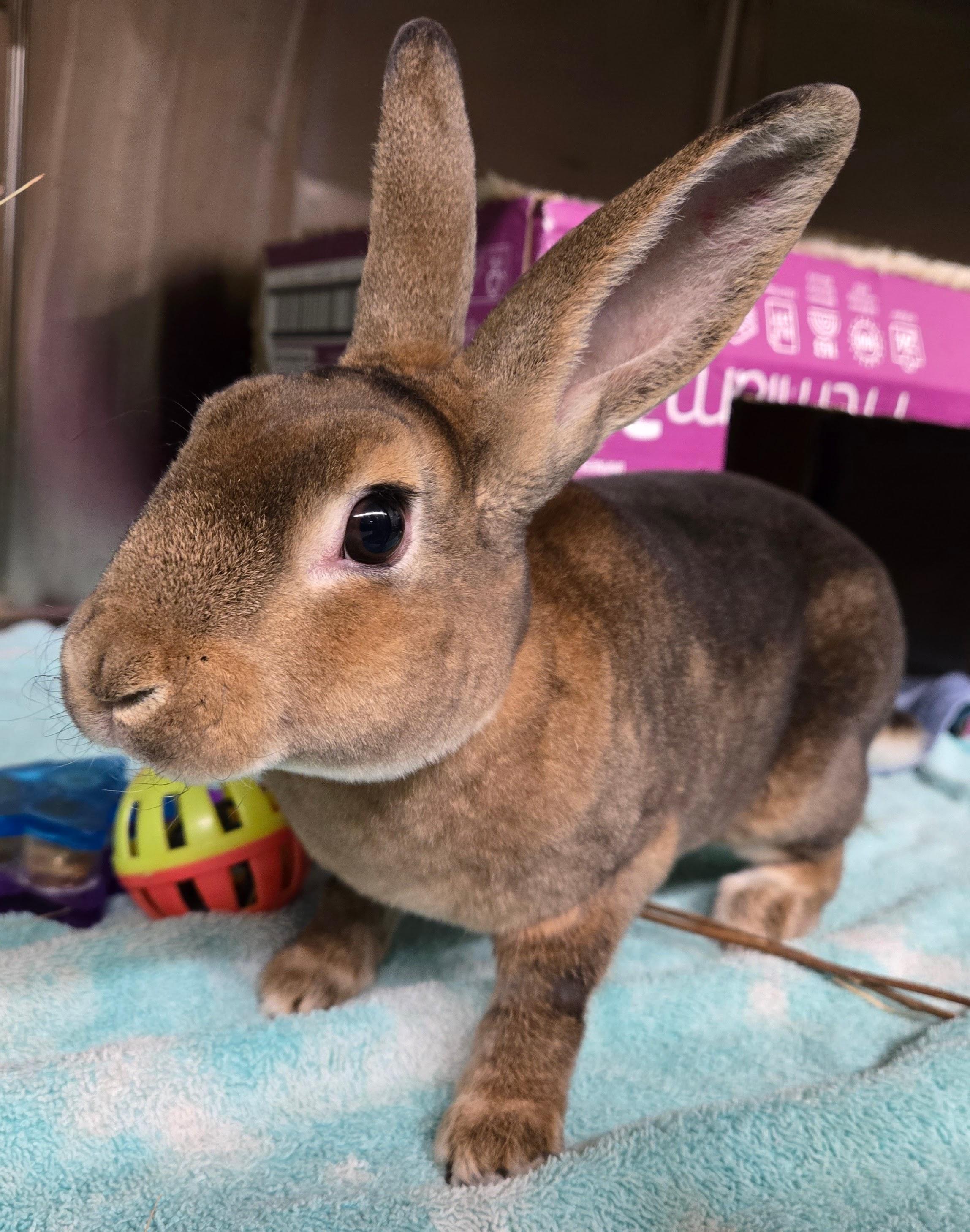 Vanessa (Milwaukee/Waukesha area foster), adopted, Young Female Mini Rex.