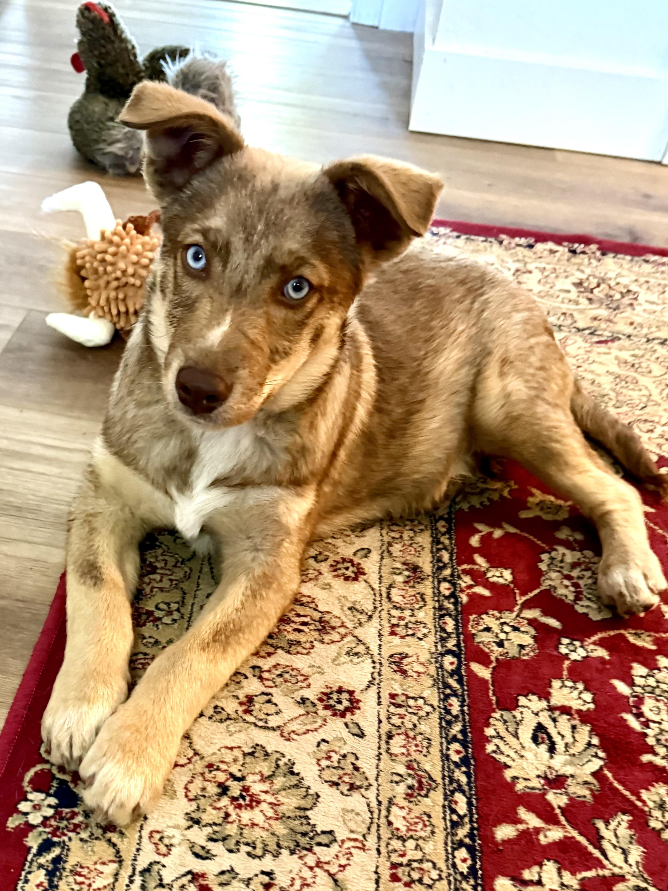 Spudz, a ADOPTABLE mixed breed in Pagosa Springs, CO image 1/4