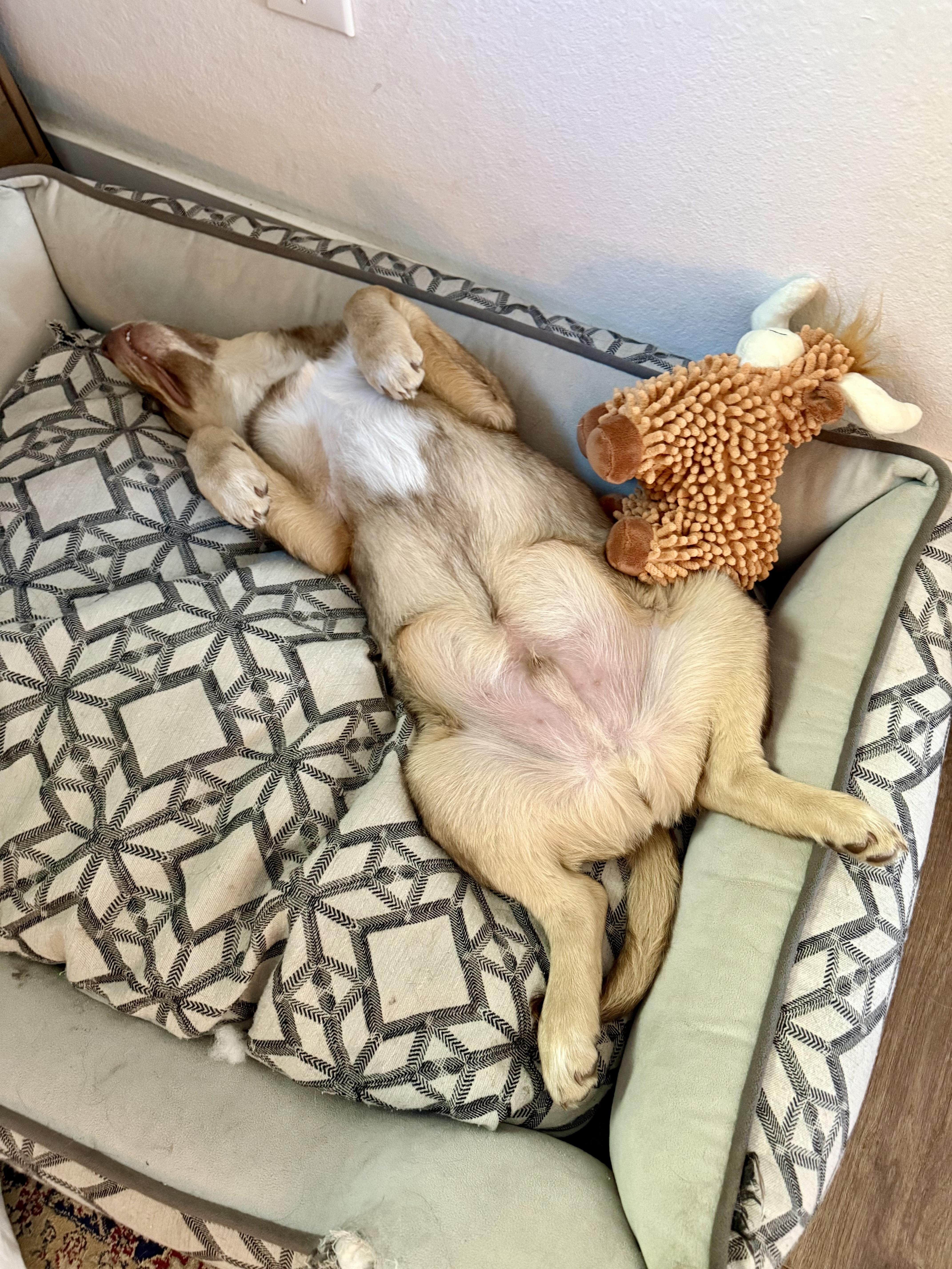 Spudz, a ADOPTABLE mixed breed in Pagosa Springs, CO image 2/4