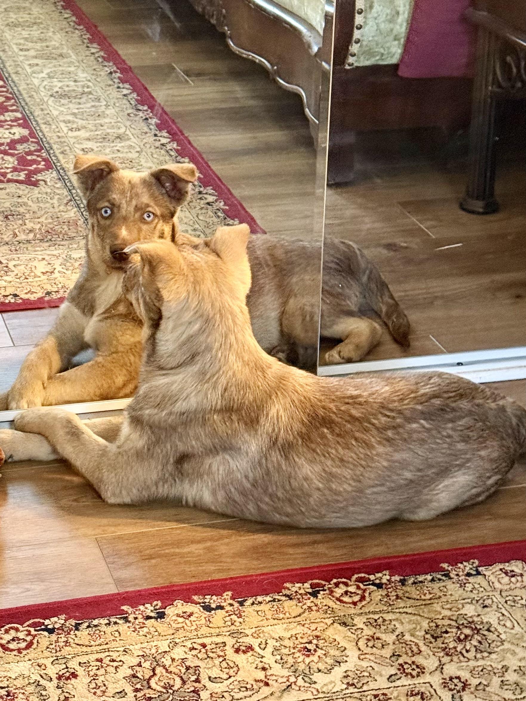 Spudz, a ADOPTABLE mixed breed in Pagosa Springs, CO image 3/4