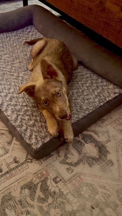 Enlarge Spudz, a ADOPTABLE mixed breed in Pagosa Springs, CO video 4/4