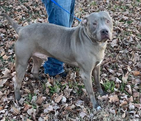 Enlarge Blue, a Adoptable mixed breed in Zuni, VA image 2/9