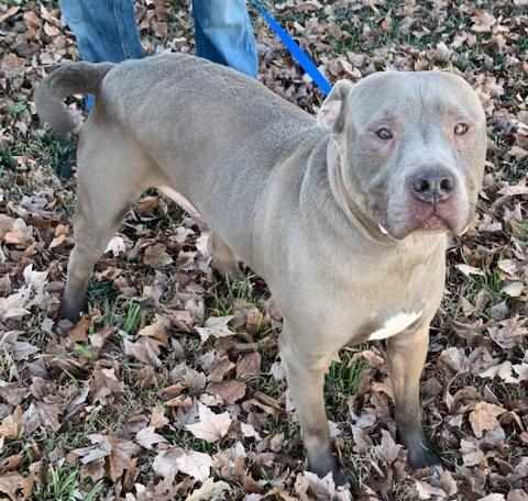 Enlarge Blue, a Adoptable mixed breed in Zuni, VA image 4/9