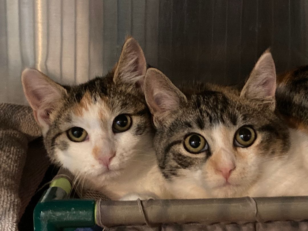 Enlarge EMMA, a Adoptable mixed breed in Watkinsville, GA image 2/4