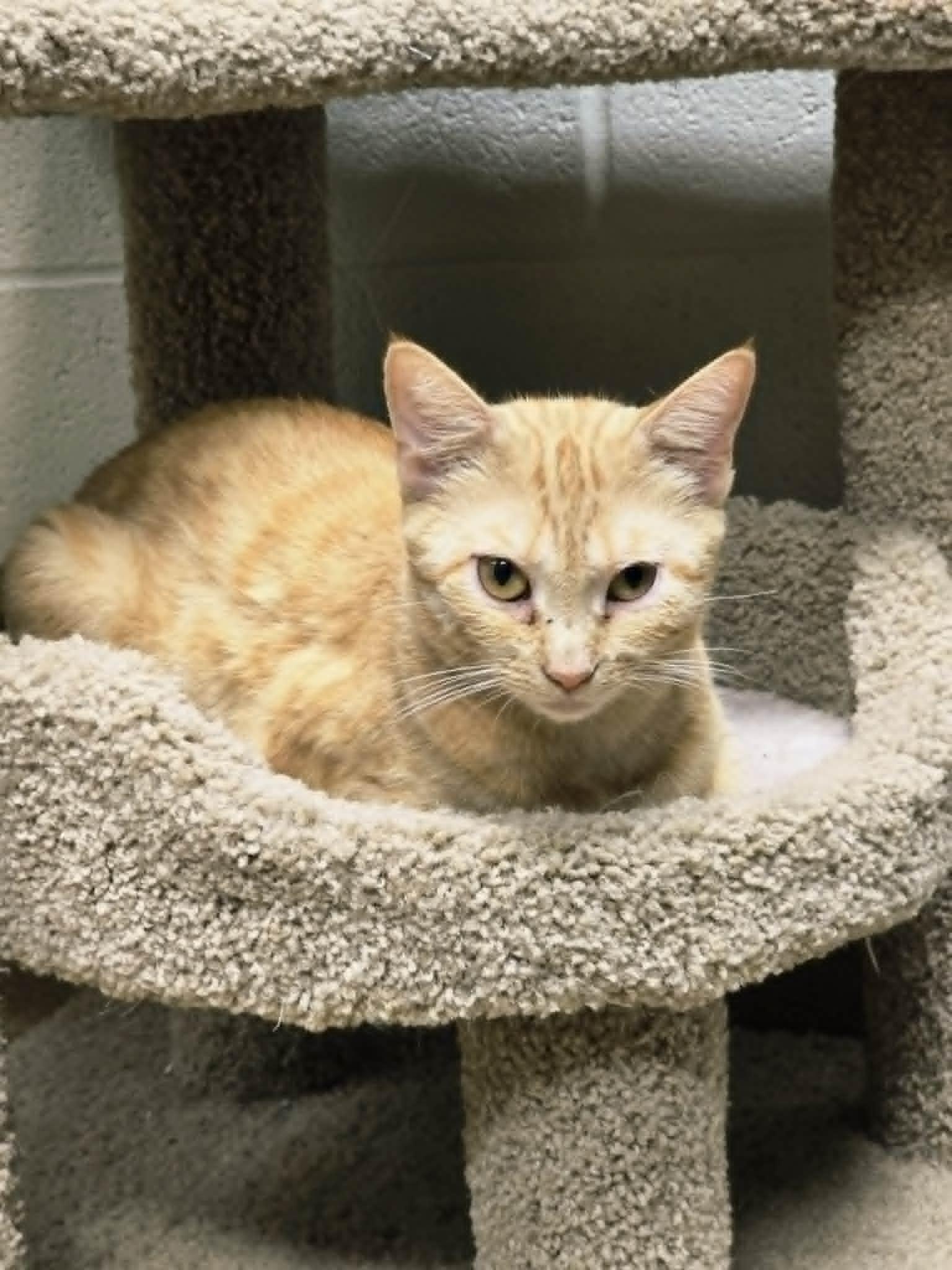 Enlarge Angel, a ADOPTABLE Domestic Short Hair in Mount Juliet, TN image 1/1