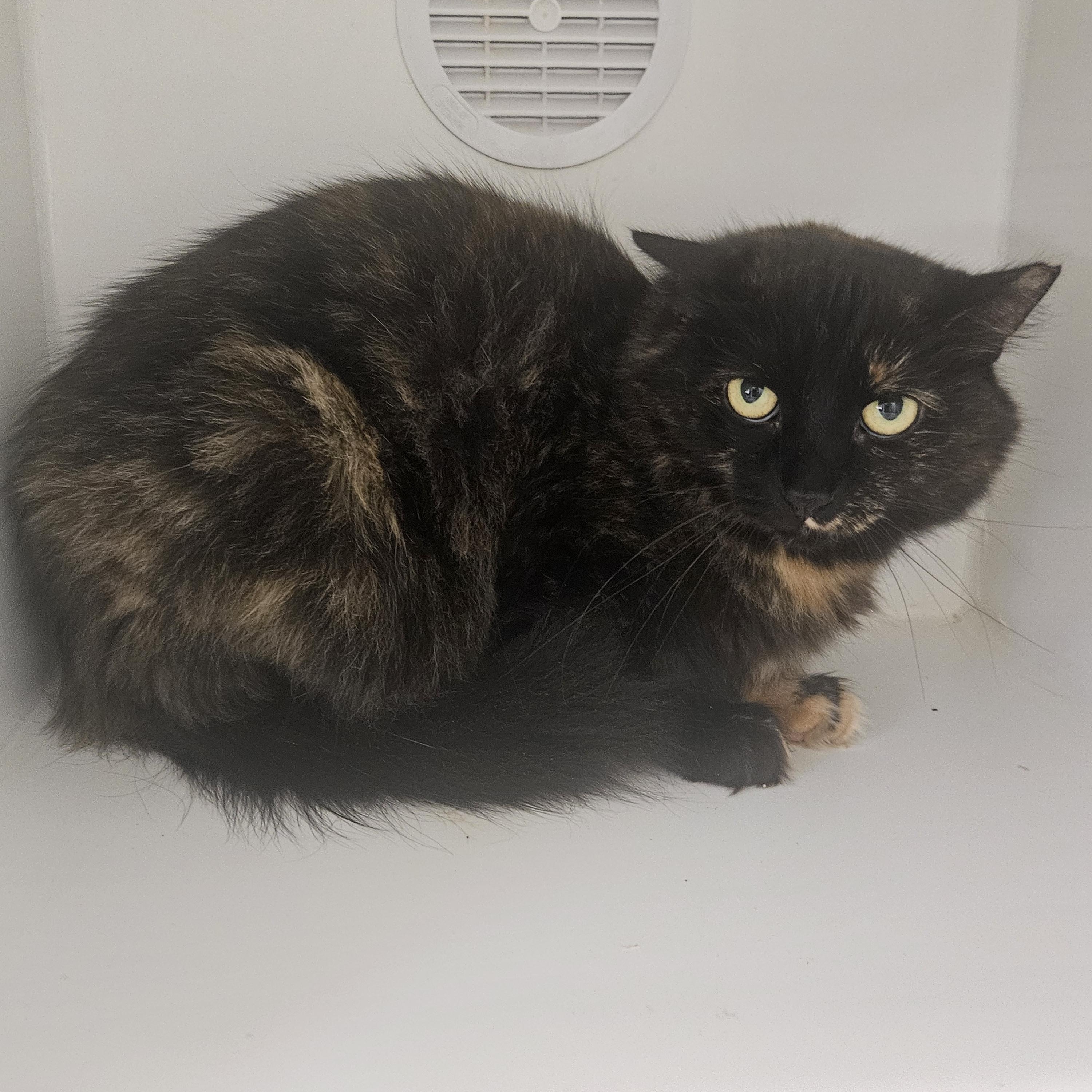 Enlarge Daisy, a ADOPTABLE Domestic Long Hair in Fall River, MA image 1/1
