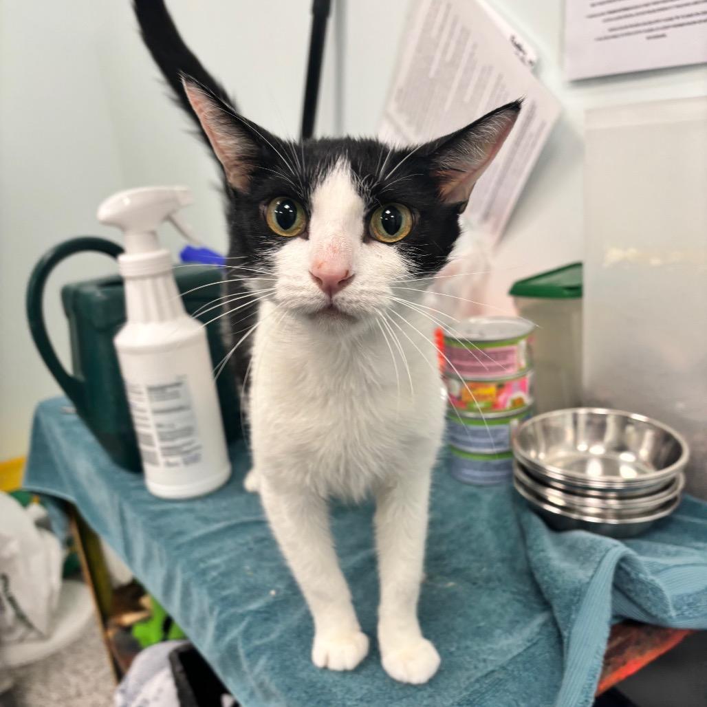 Papaya, a Adoptable Domestic Short Hair in Saskatoon, SK image 1/3
