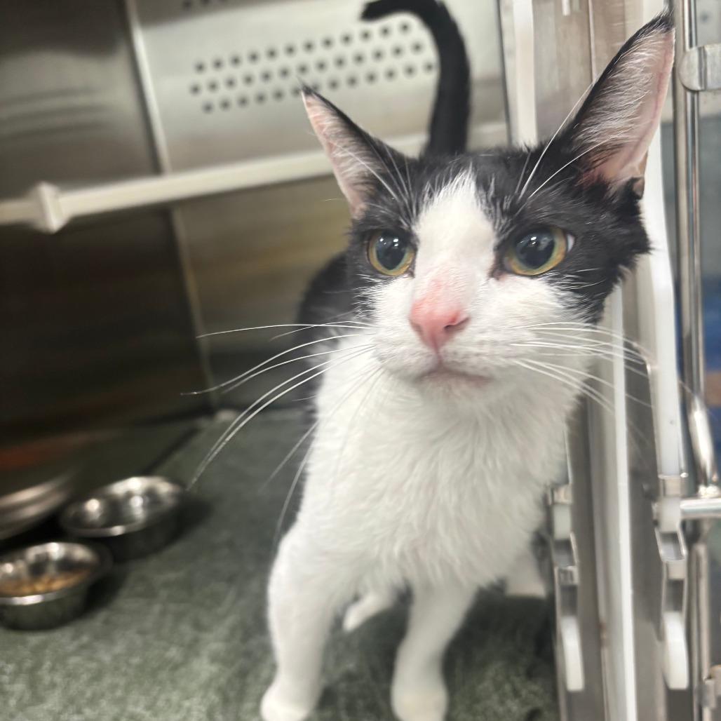 Papaya, a Adoptable Domestic Short Hair in Saskatoon, SK image 2/3