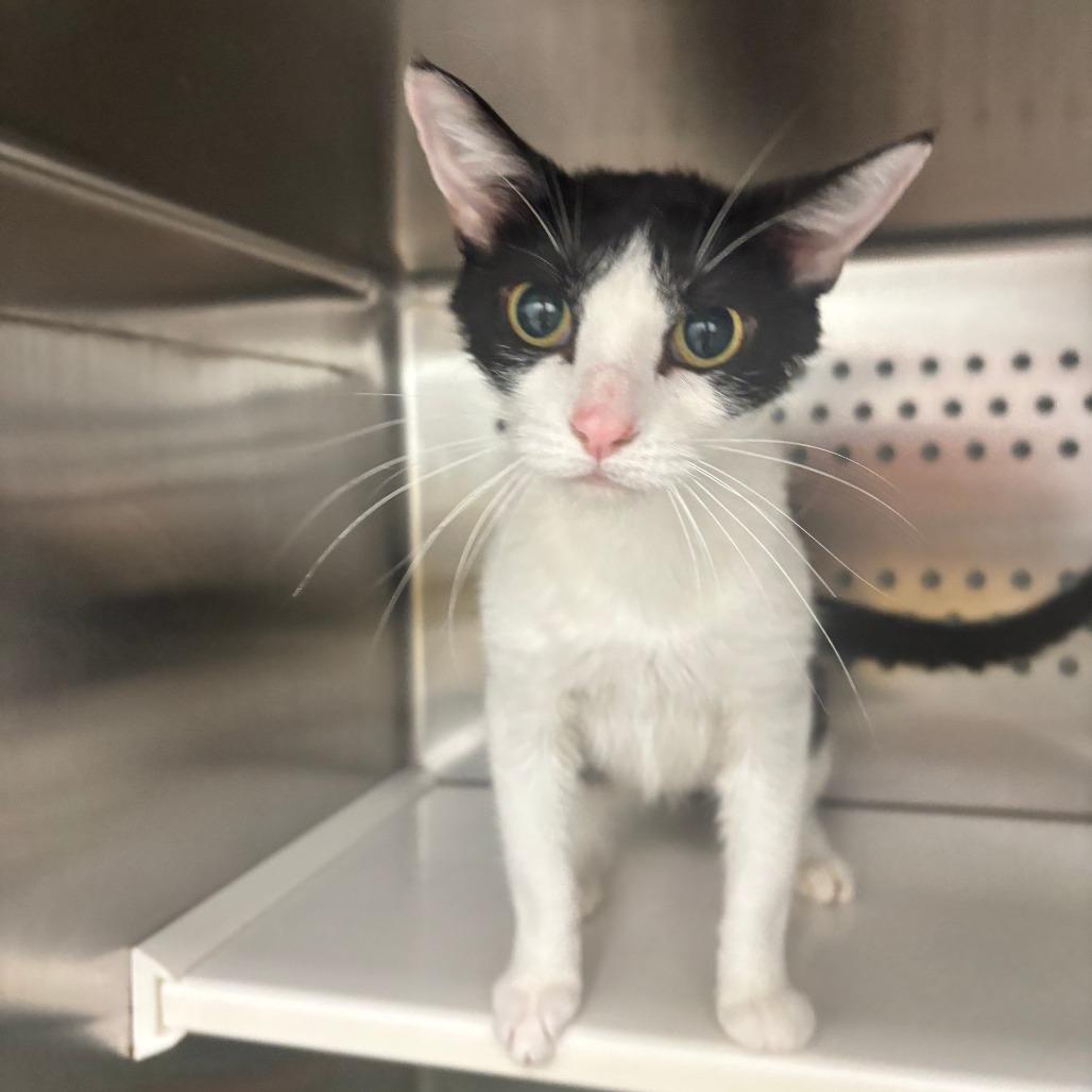 Papaya, a Adoptable Domestic Short Hair in Saskatoon, SK image 3/3