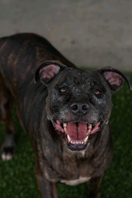 MS. JAZZY, Adoptable, Adult Female Pit Bull Terrier & Mixed Breed.