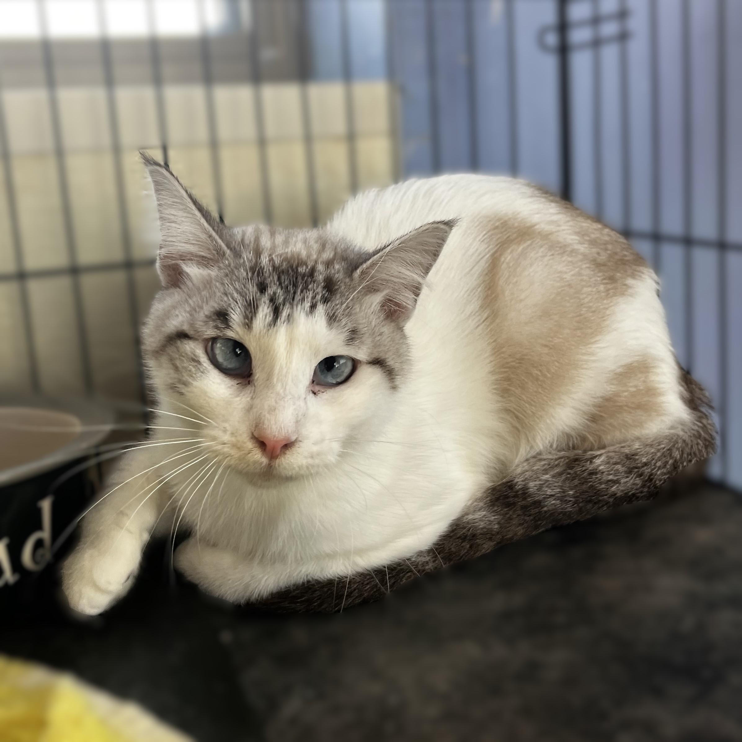 Enlarge Meezie, a ADOPTABLE Domestic Short Hair in Brookings, SD image 1/1