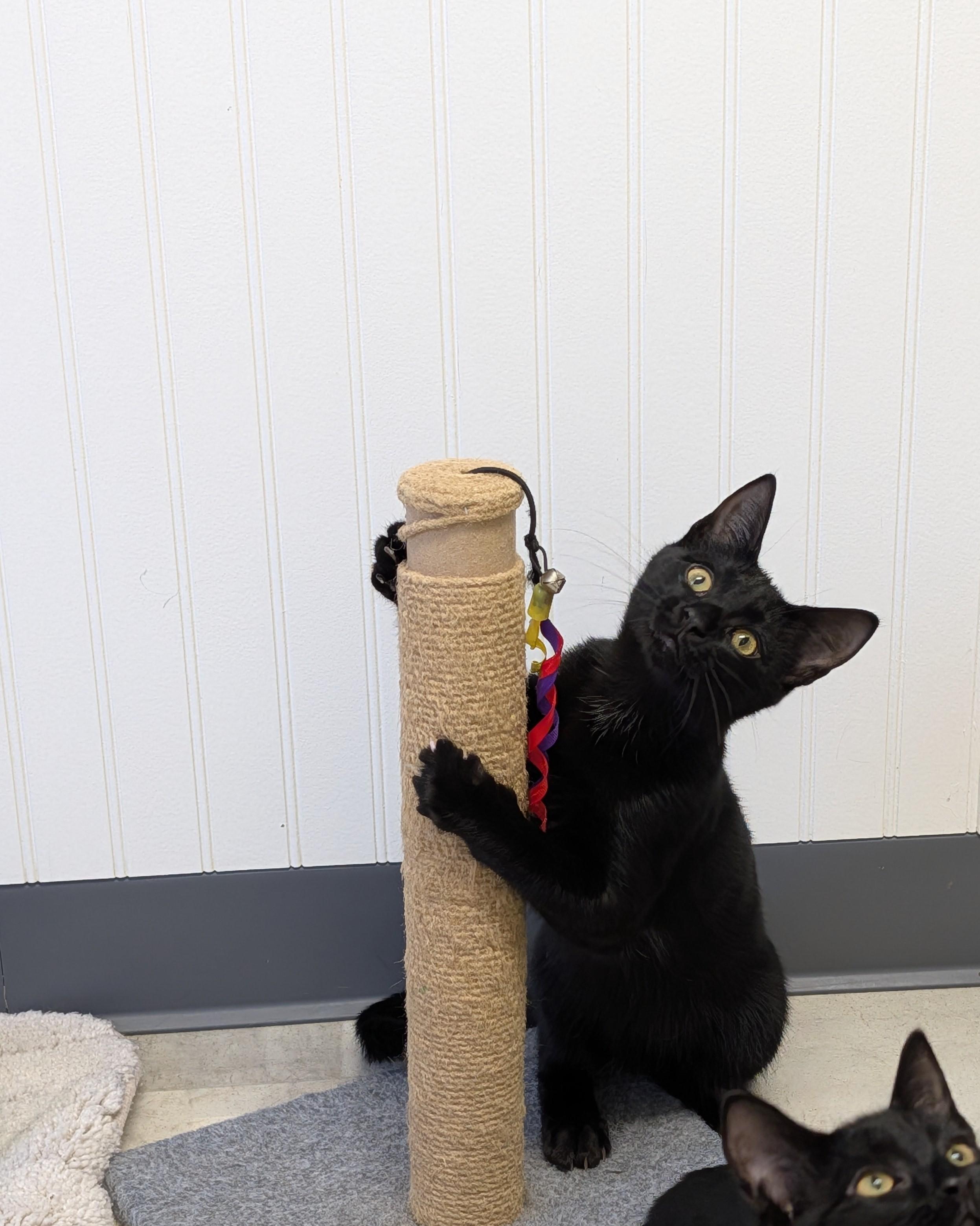 Stormy, Adopted, Kitten Female Domestic Short Hair.