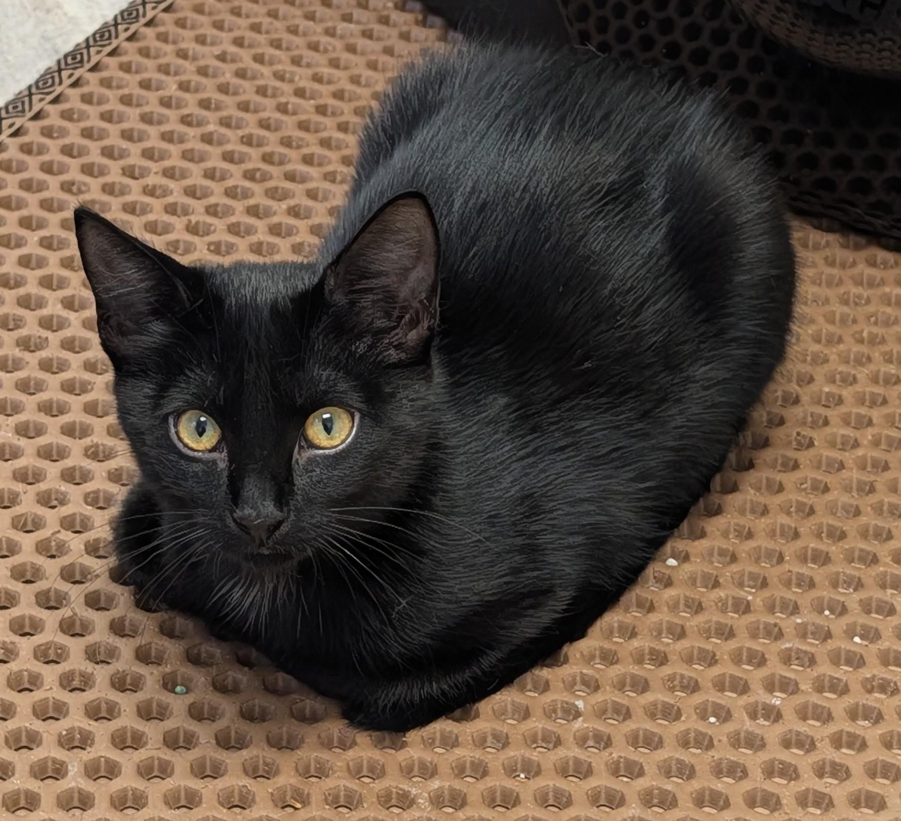 Enlarge Stormy, a Adopted Domestic Short Hair in Brockport, NY image 2/5