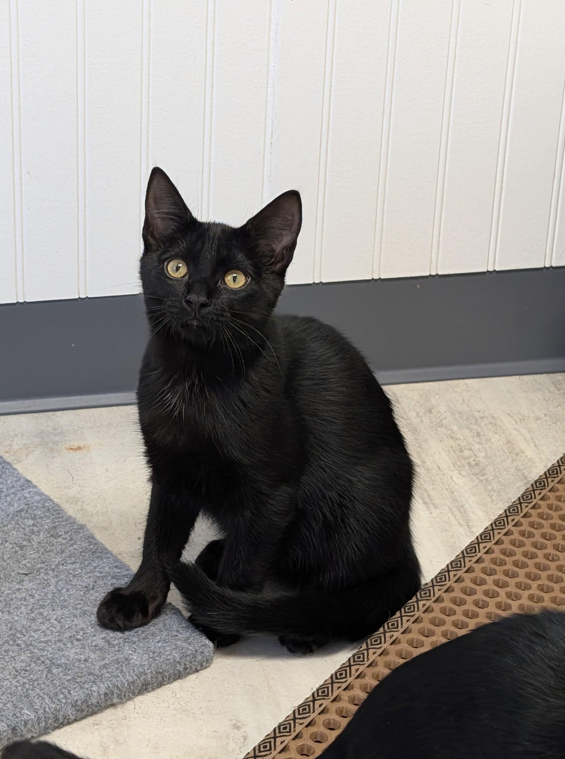 Enlarge Stormy, a Adopted Domestic Short Hair in Brockport, NY image 3/5