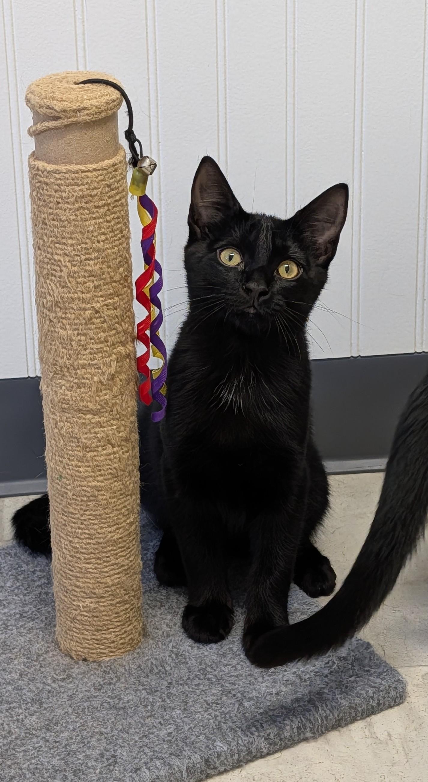 Enlarge Stormy, a Adopted Domestic Short Hair in Brockport, NY image 4/5