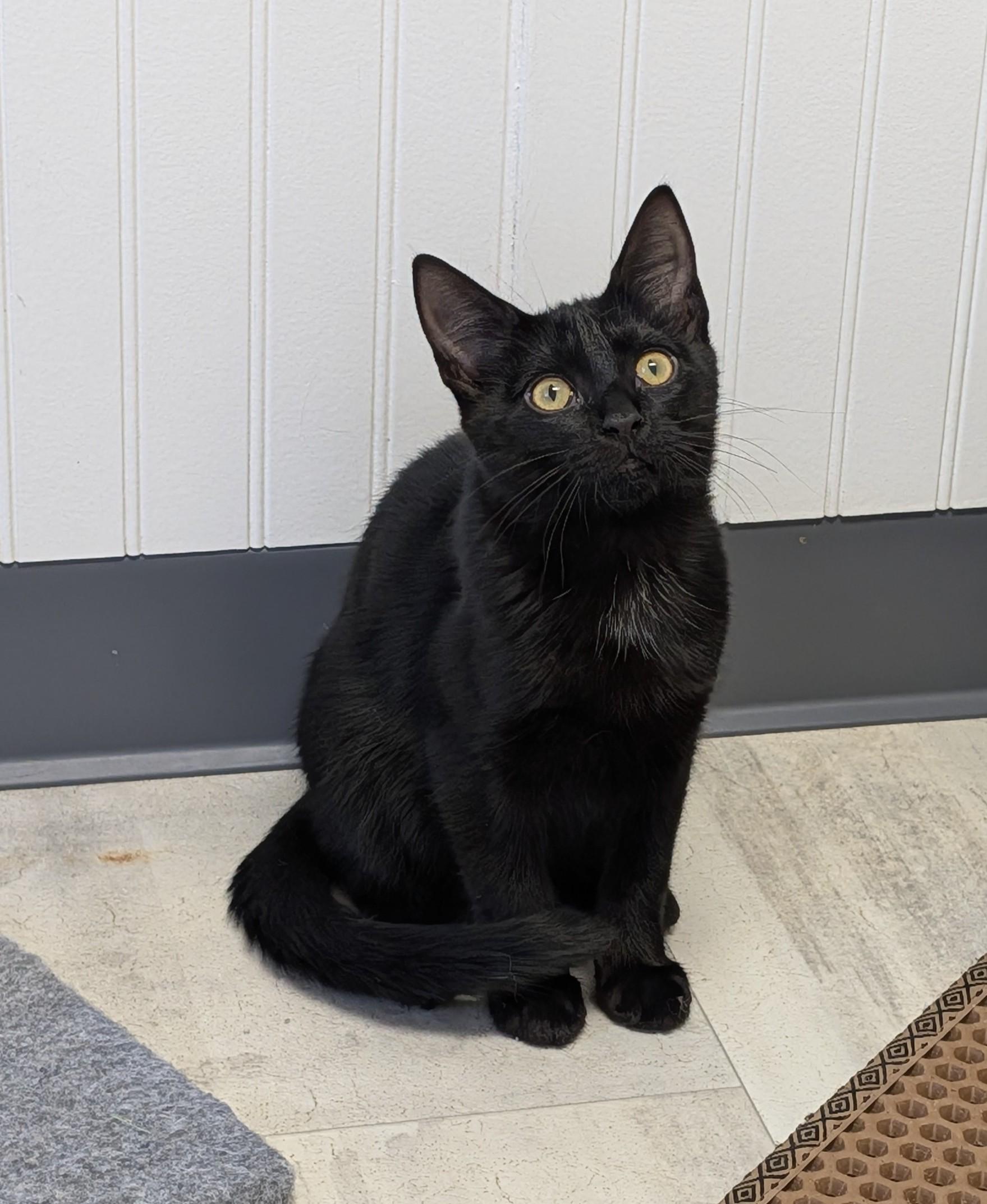 Enlarge Stormy, a Adopted Domestic Short Hair in Brockport, NY image 5/5