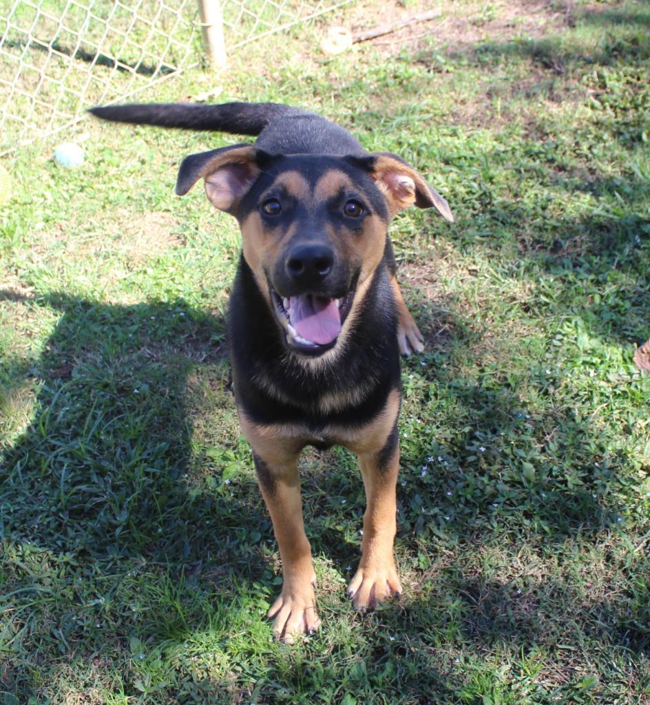 Diamond, Adoptable, Young Female Hound.