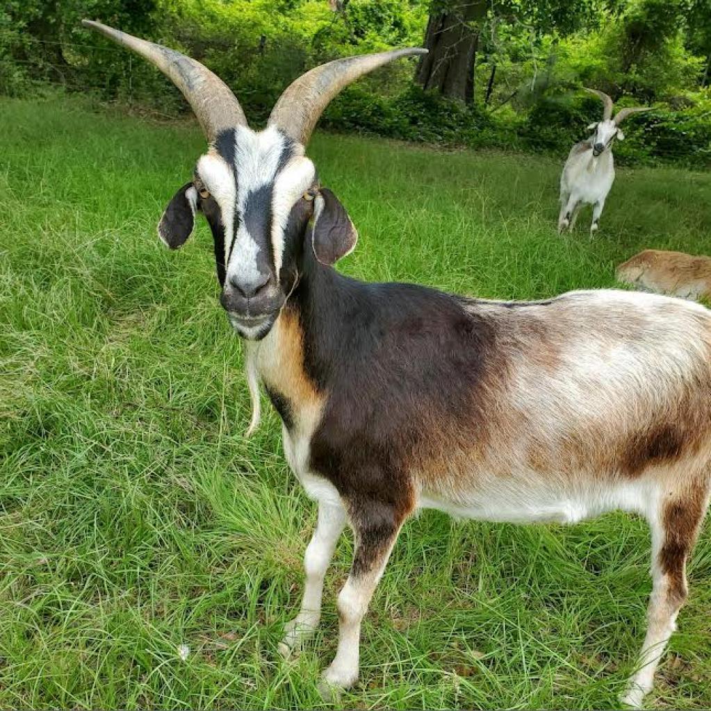 Enlarge Roger King......and Uncle, a Adoptable Alpine in Stokesdale, NC image 1/1