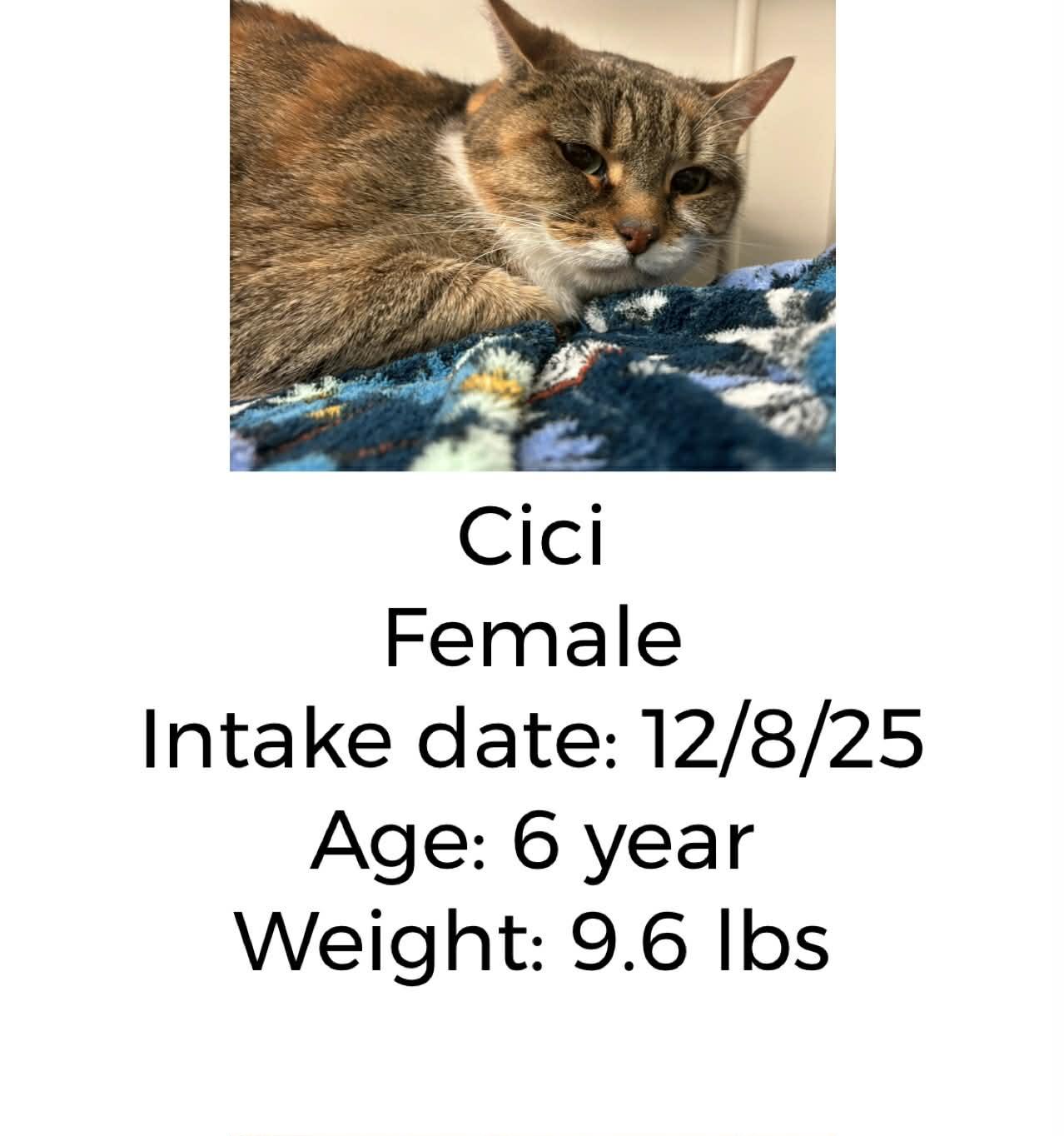 Enlarge Cici , a ADOPTABLE Domestic Short Hair in Staffordsville, KY image 1/1