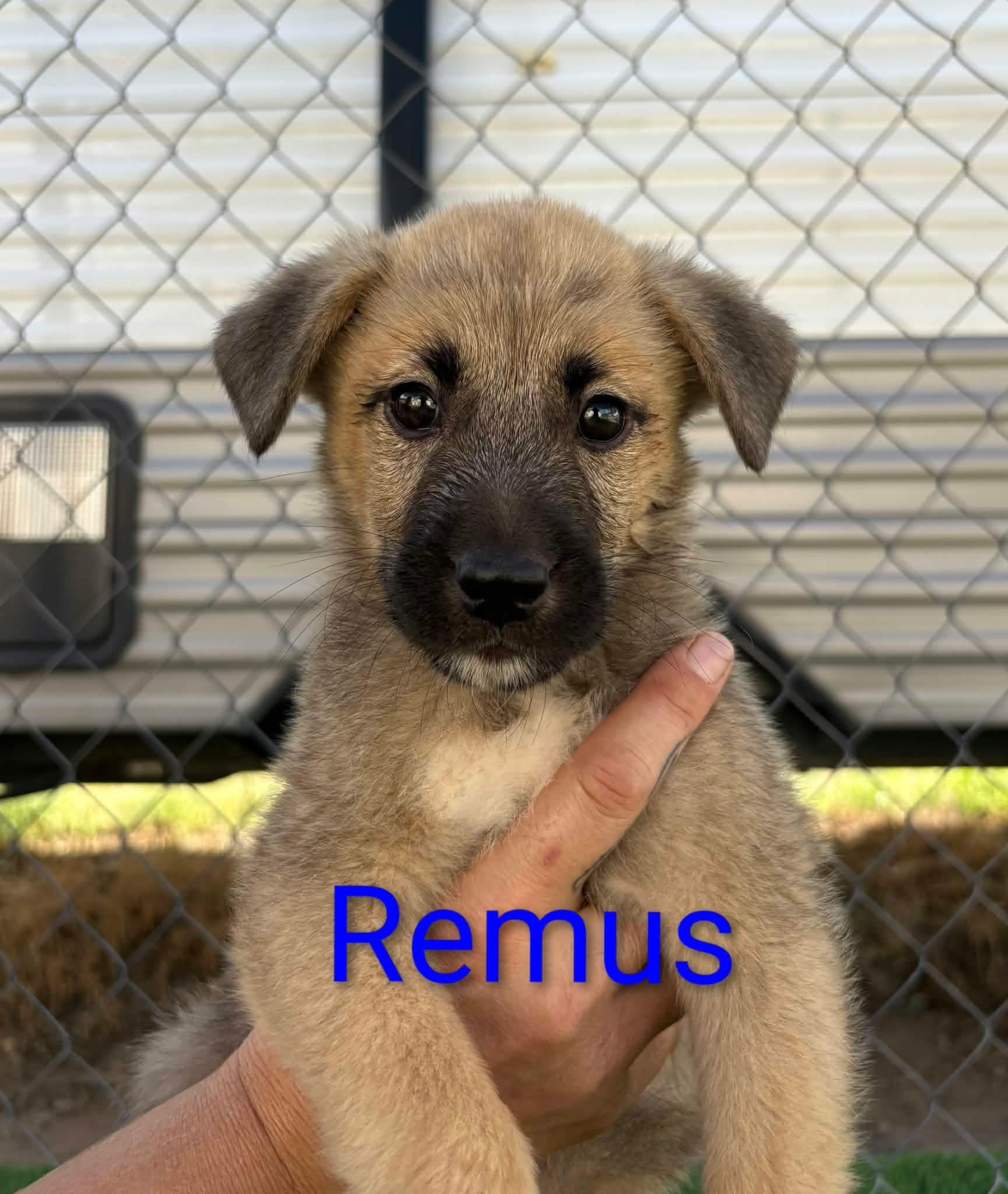 Remus, Adoptable, Puppy Male Belgian Shepherd / Malinois.