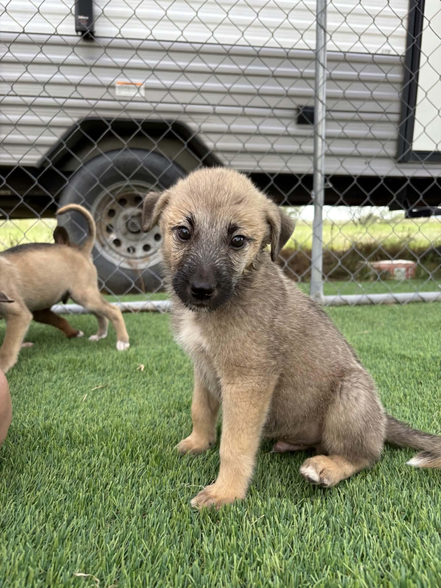 Enlarge Remus, a Adoptable mixed breed in Sierra Vista, AZ image 2/2