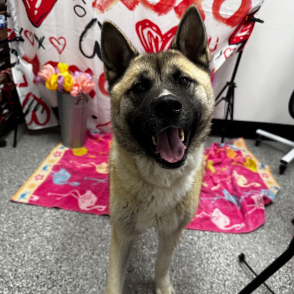 Zeus, a Adoptable Akita in Henderson, NV image 1/3