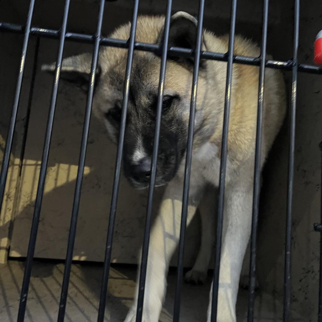 Zeus, a Adoptable Akita in Henderson, NV image 2/3