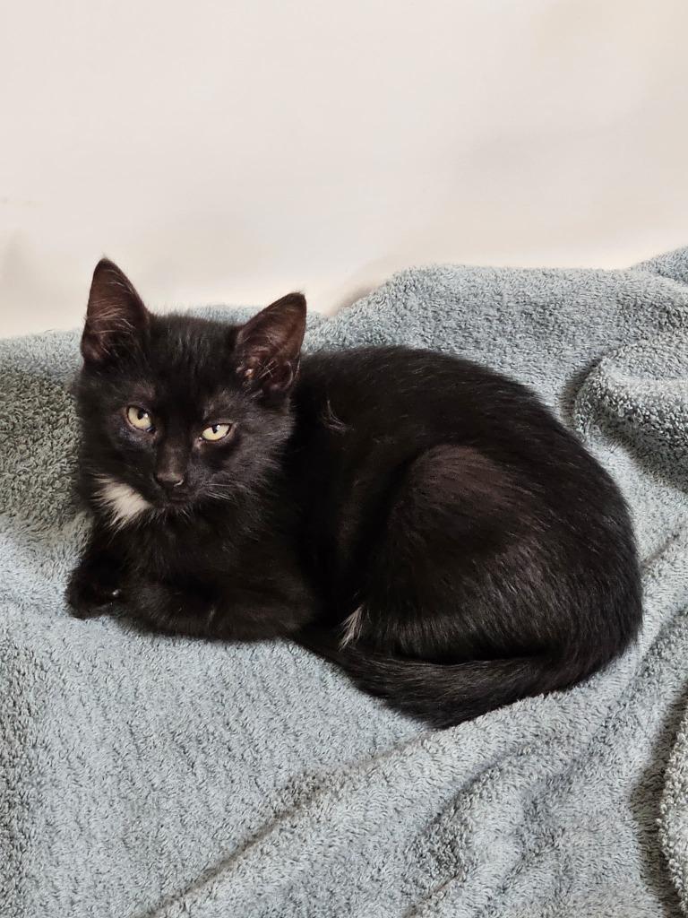Enlarge Binx, a Adoptable mixed breed in Minnetonka, MN image 1/1