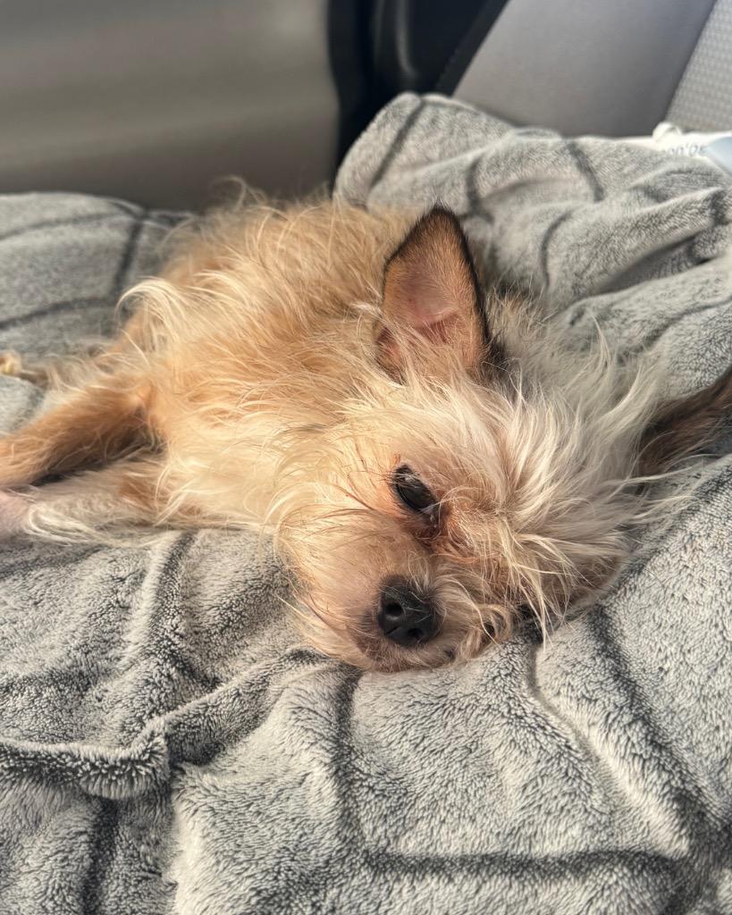 Meekah, Adoptable, Senior Female Brussels Griffon & Chihuahua.