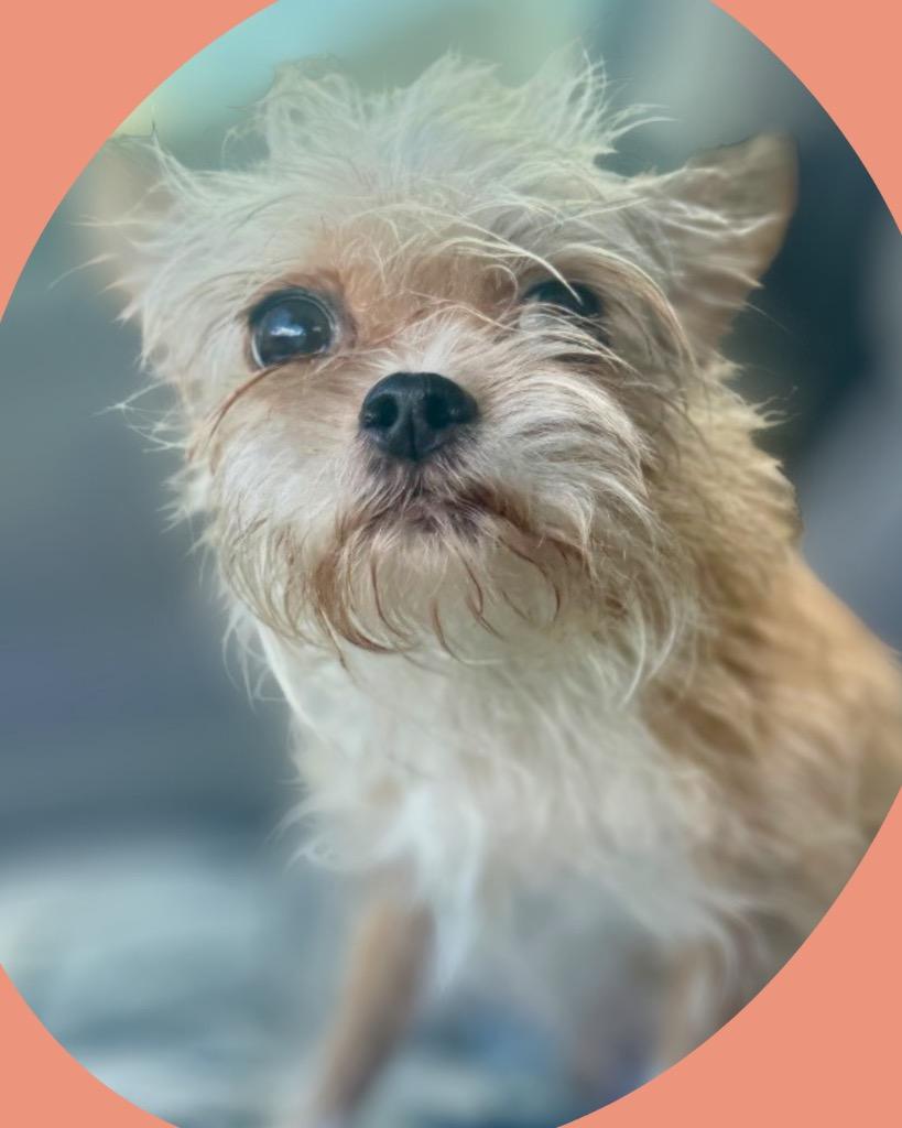 Enlarge Meekah, a Adoptable mixed breed in Bryan, TX image 4/5